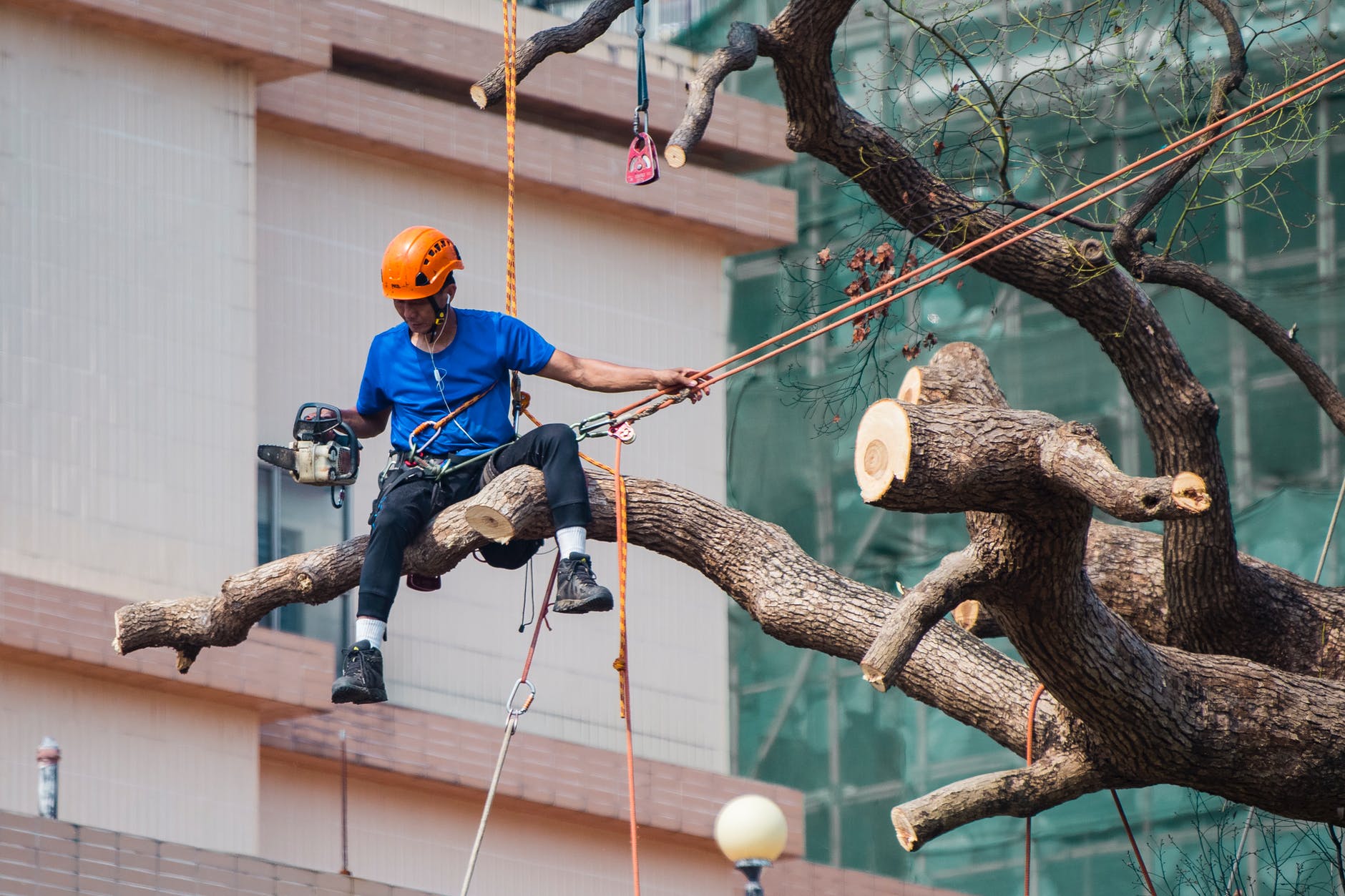 Tips for Hiring Tree-Removal Services